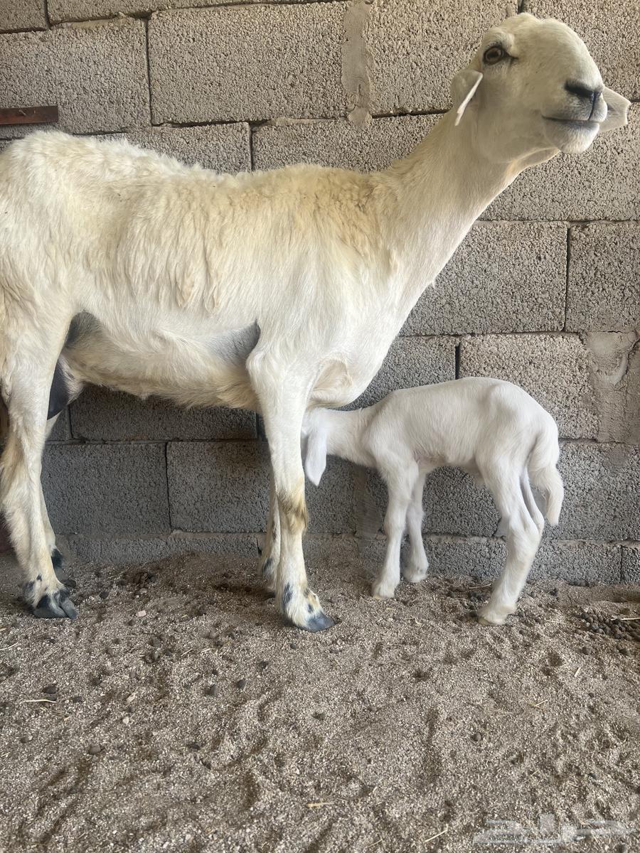 Hariyat Mutaouim 3 with her 664461282237698113