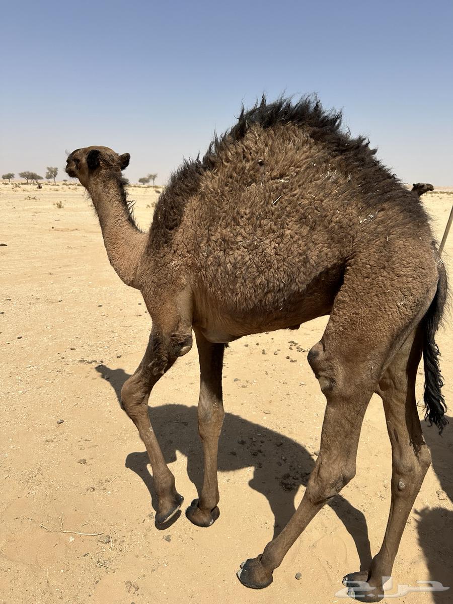 قعود للبيع64459035498371111