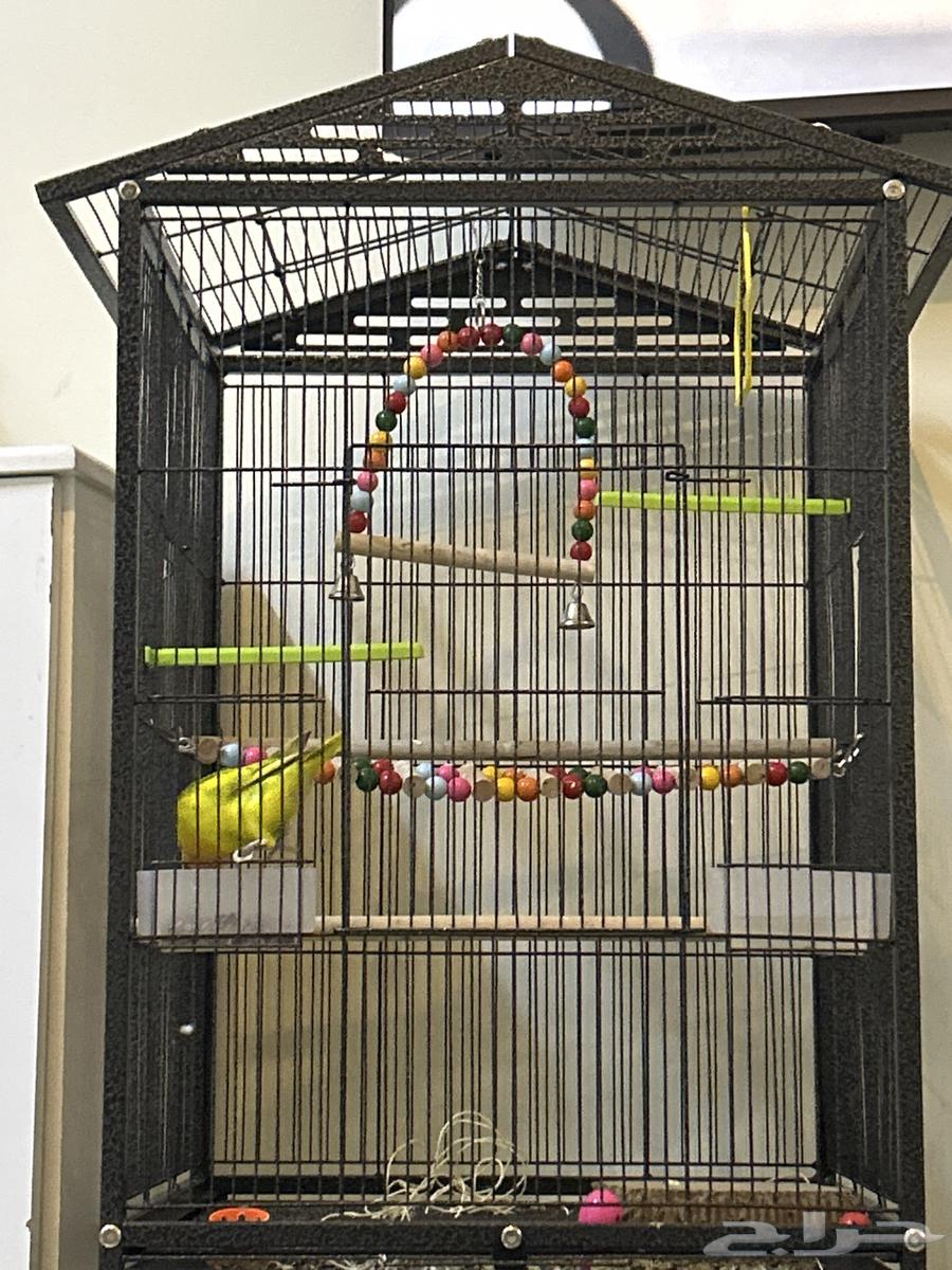 القفص فقط للبيع والله اشتريته بي 30064457673308290110