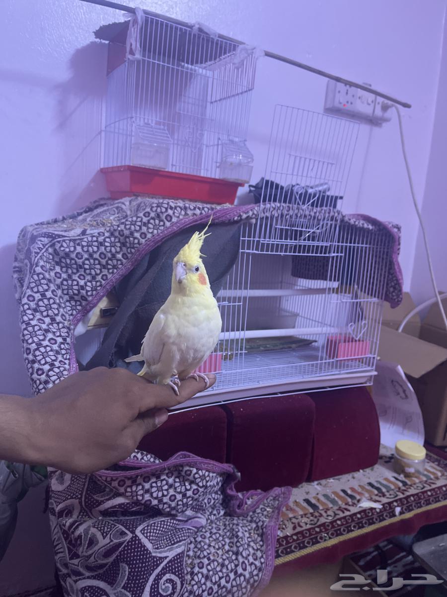 Tame Crow64460462155906112