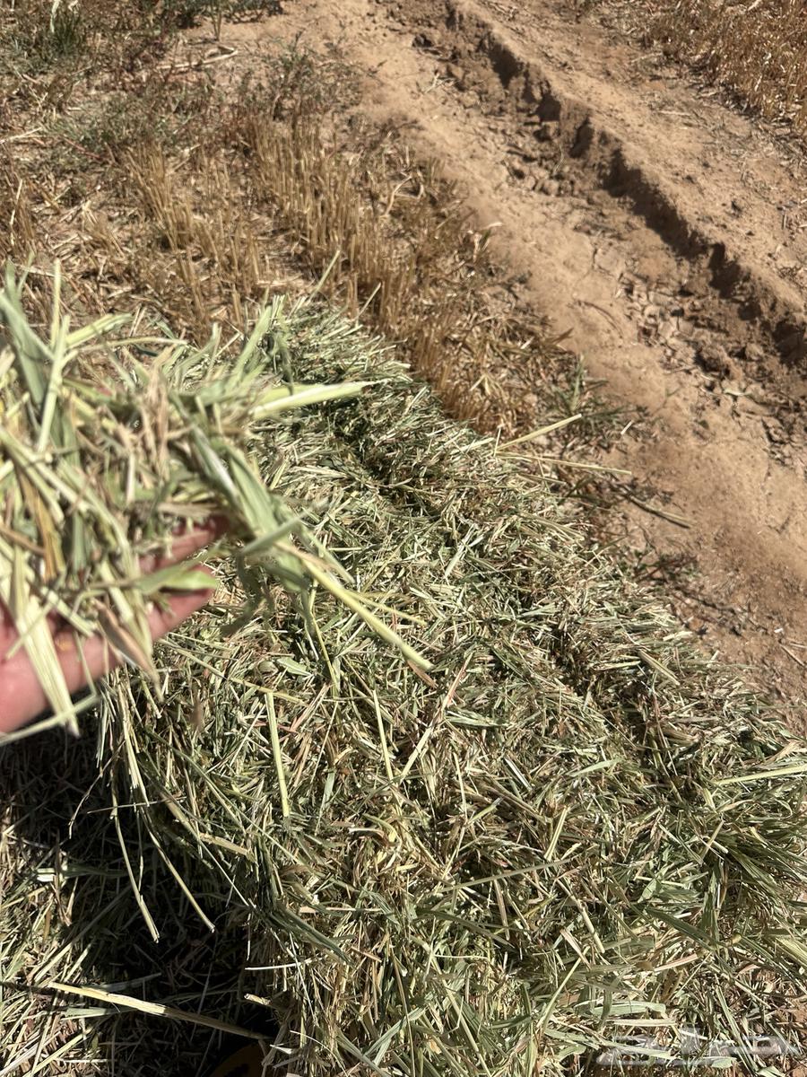 Clean and good-smelling Jizan dates64460352146051114