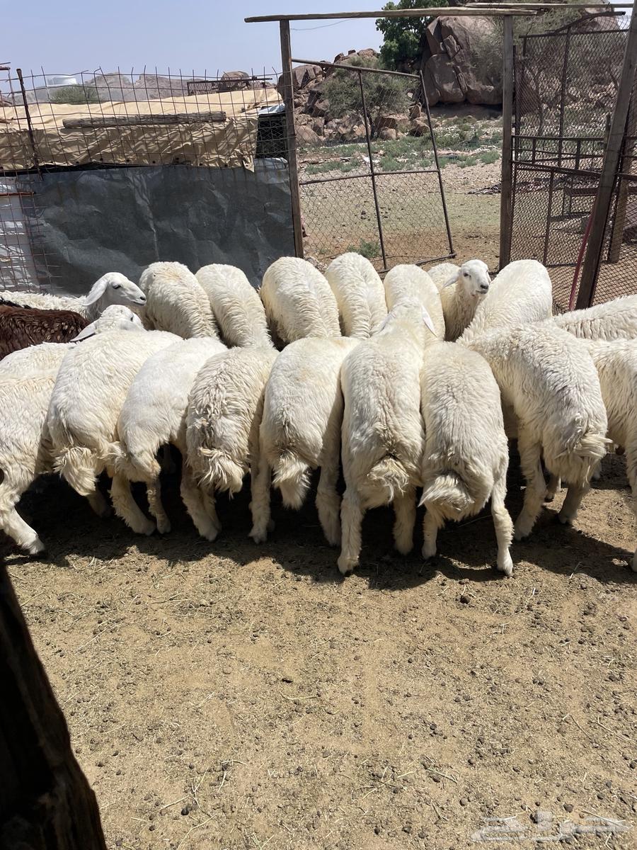 طليان ورخال حري64460161122947114