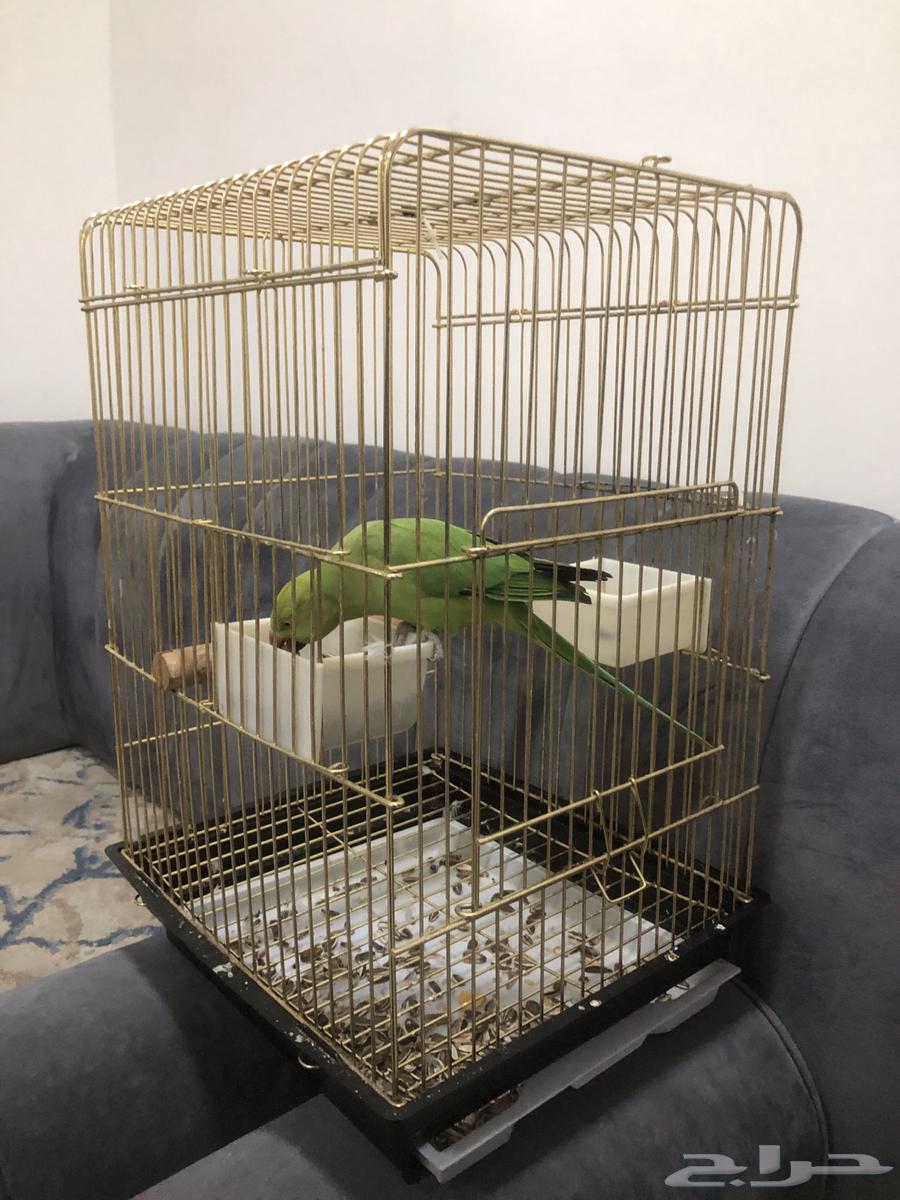 طير دره للبيع64449902595714114