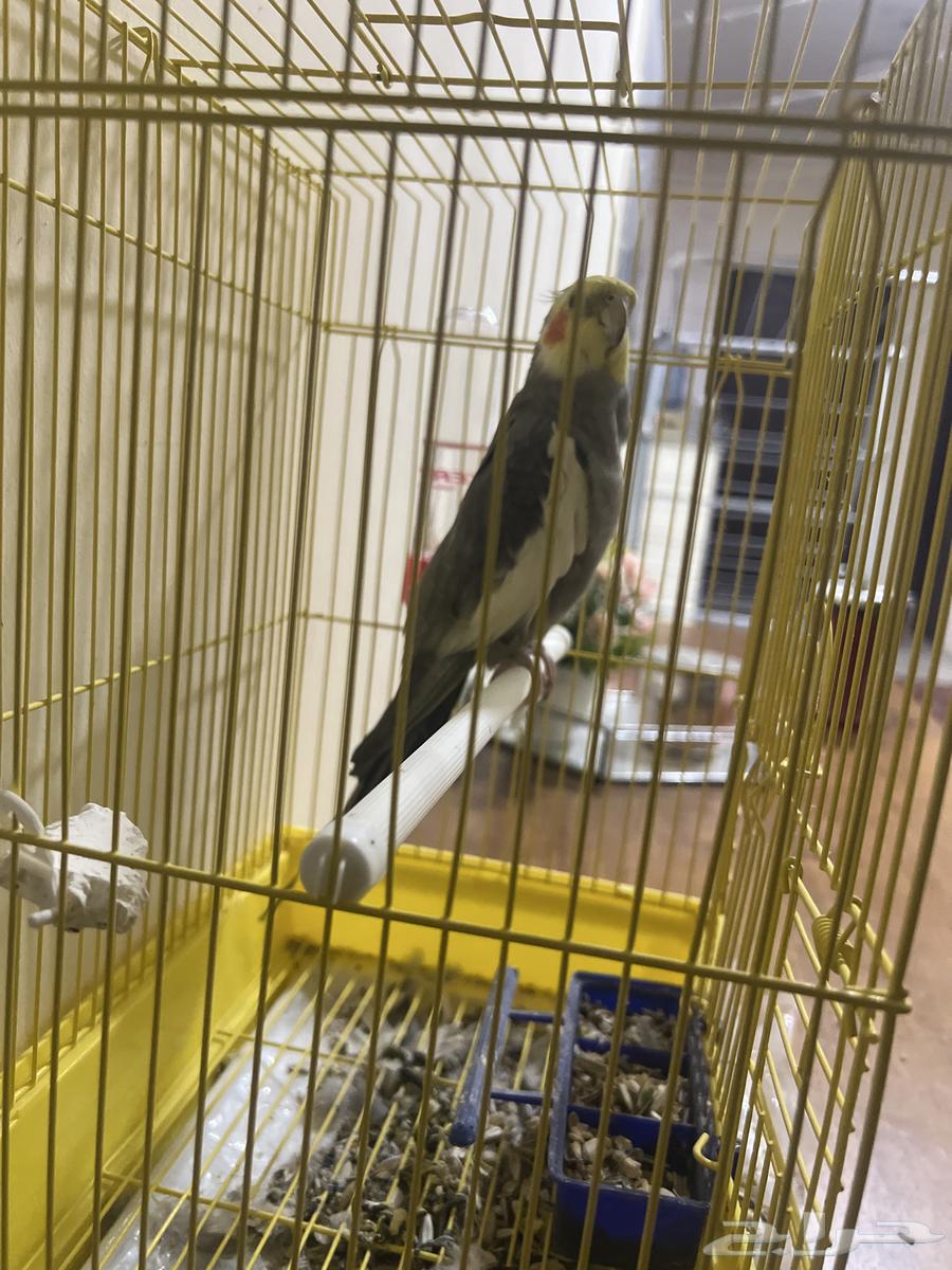 بغبغاء الكروان64457624306563112