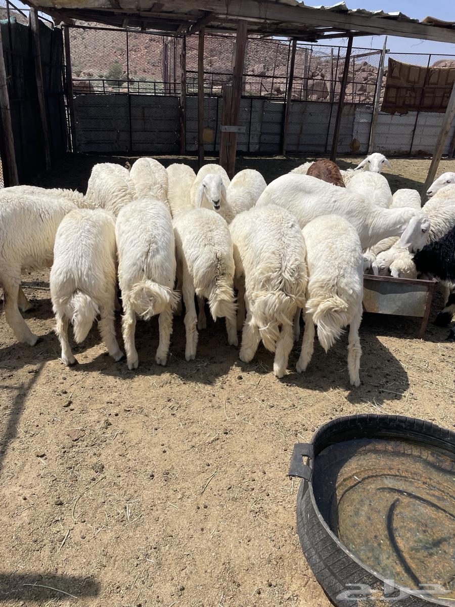 طليان ورخال حري64460161122947110