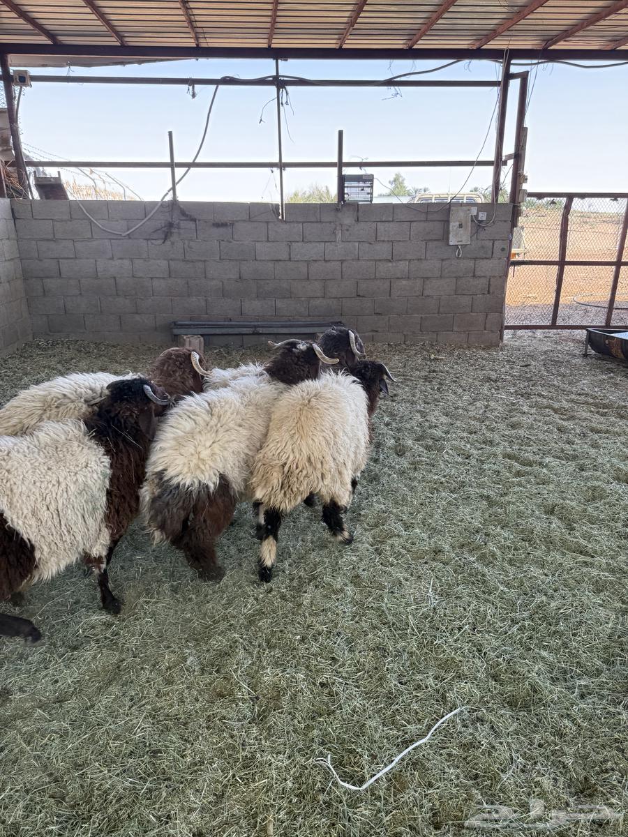 طليان للبيع العدد 5 خرفان64458689403650113