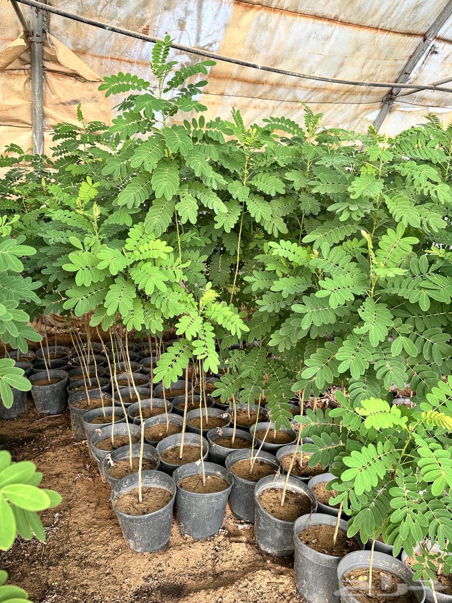 اشجار الاكاسيا جولكا الصفراء64458689330434113