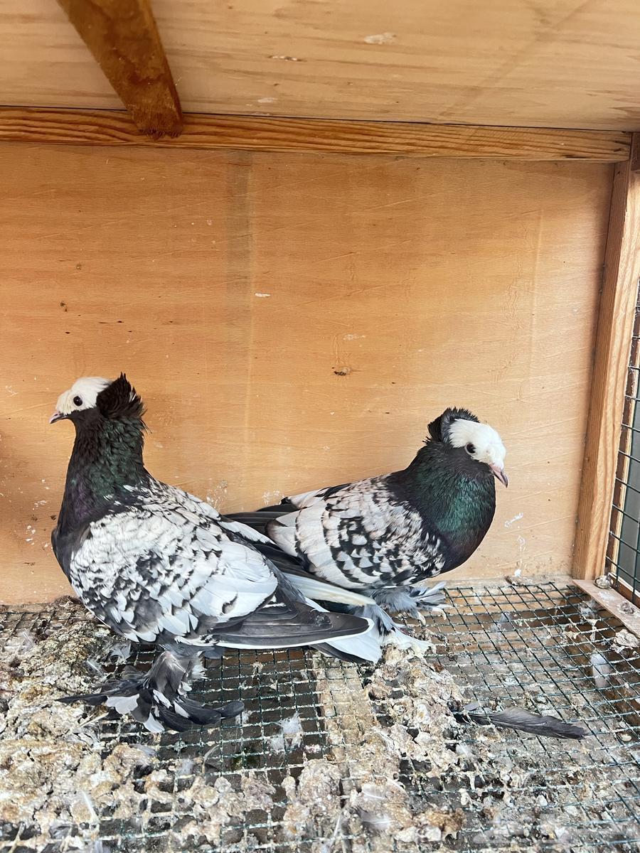 Saxon pigeon pair, condition for sale64458363610243110