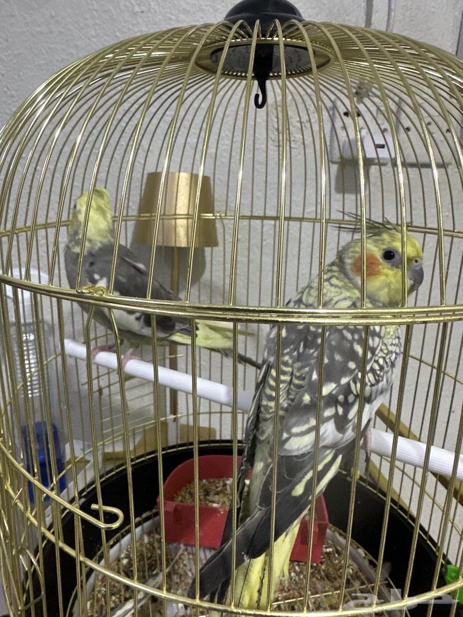 عصافير كراون ب350 قابل للتفاوض64459619826435113