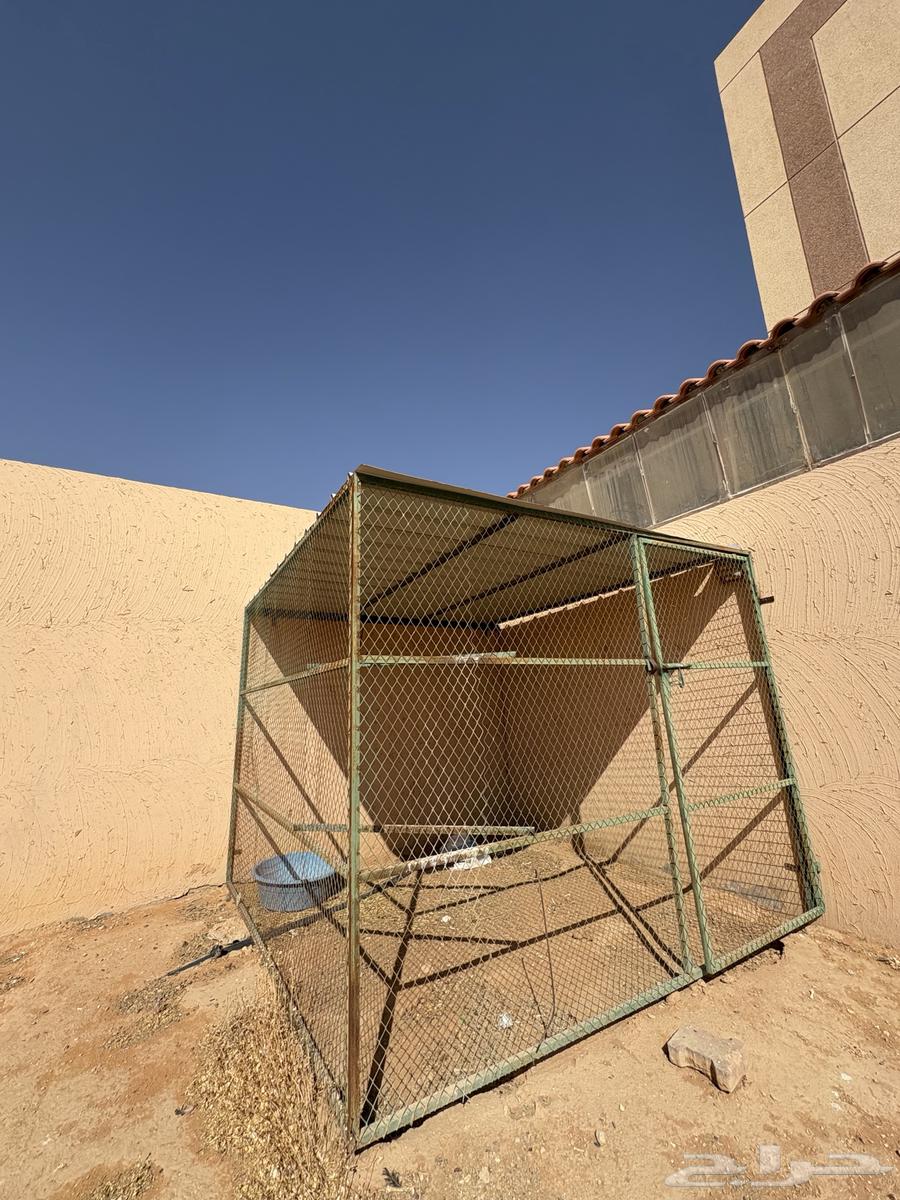 Shebek64460489609985112