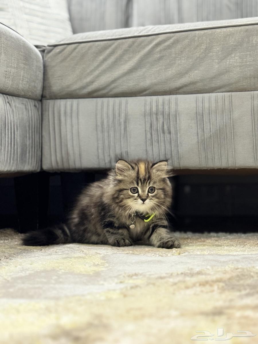 قطه للبيع64459259974659114