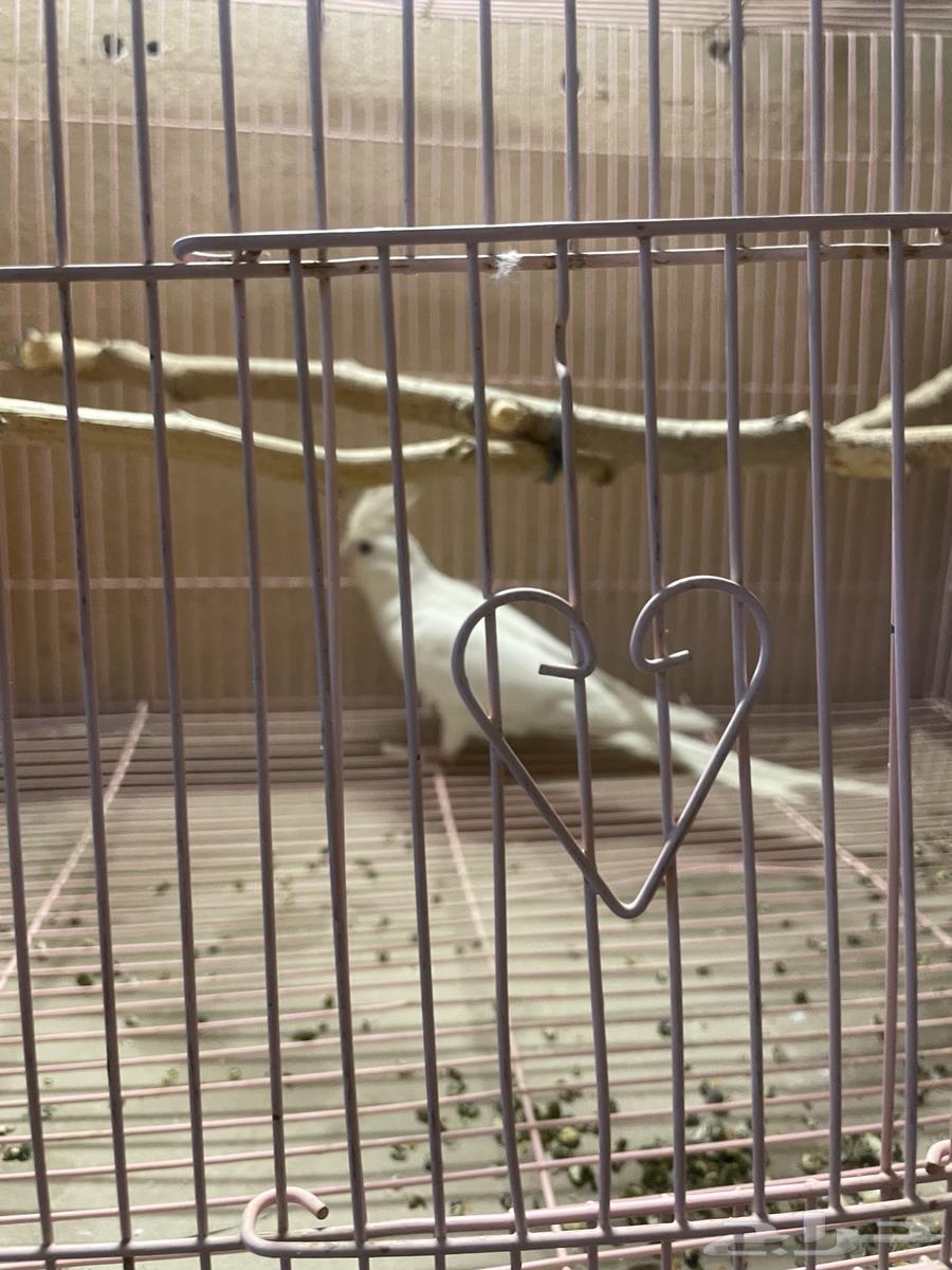 Two-and-a-half-year-old Crow Bird64458629400579111