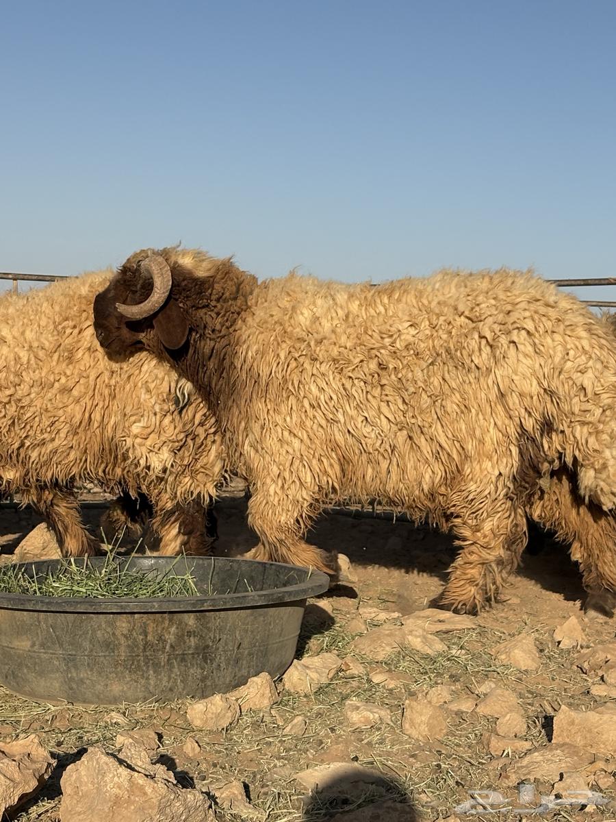 جذعان فواخر للبيع64463545268099110