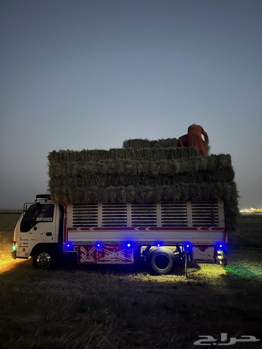 Rodes Safi Smooth64460843895683111