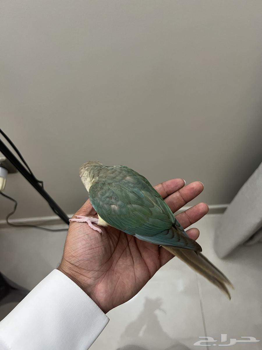 فرخ كنيور تركواز64423054473602113