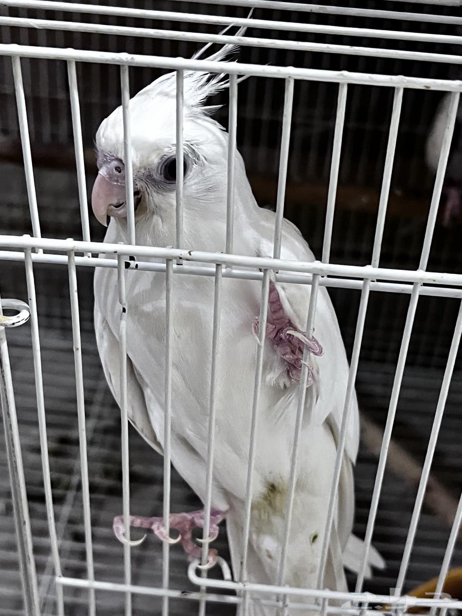 4 طيور كروان هولندية وطير روز64459260014721113