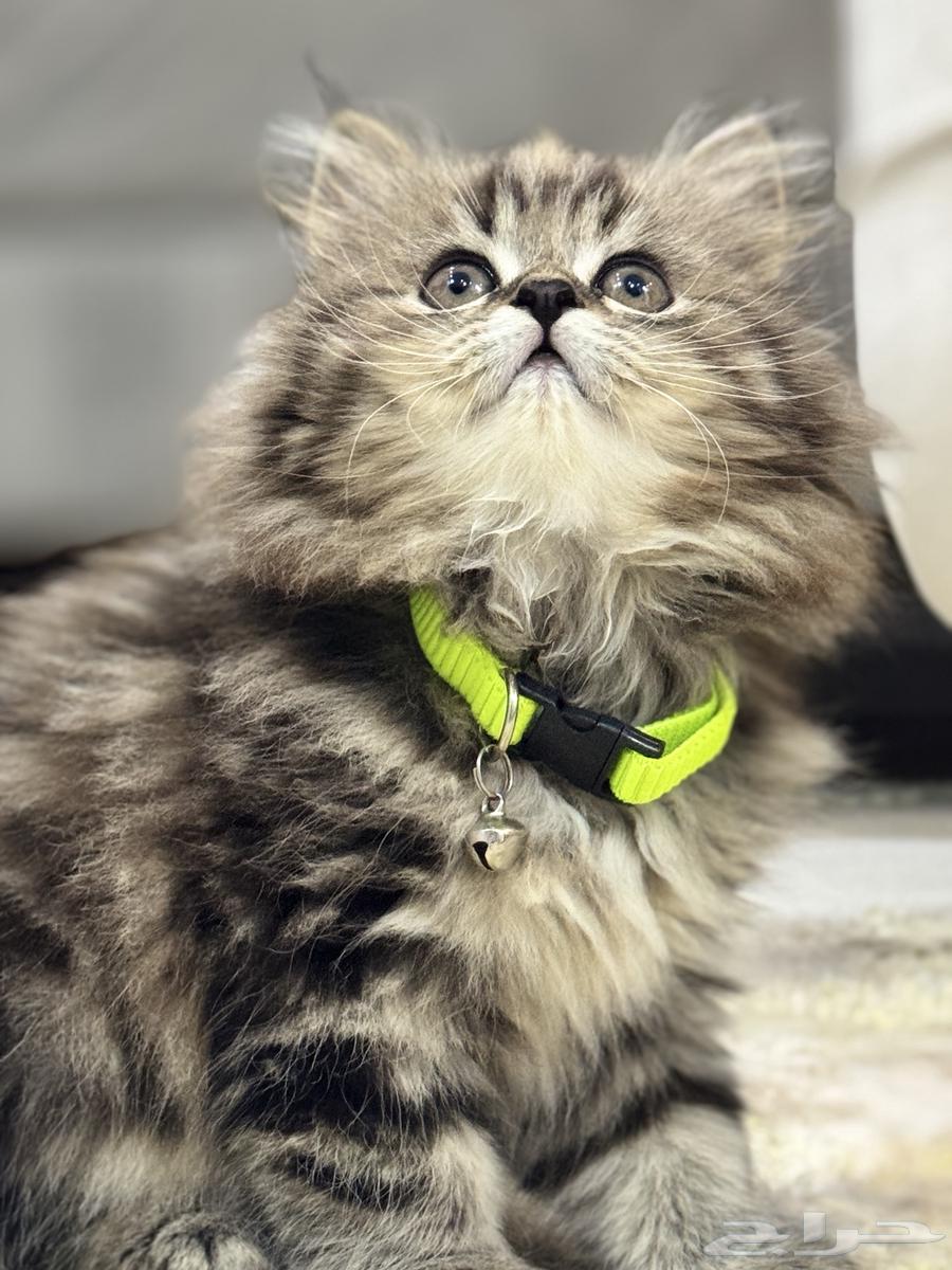 قطه للبيع64459259974659113