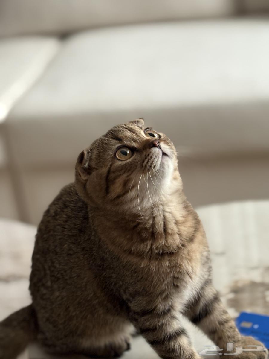 Scottish Fold Kitten64460802715777111