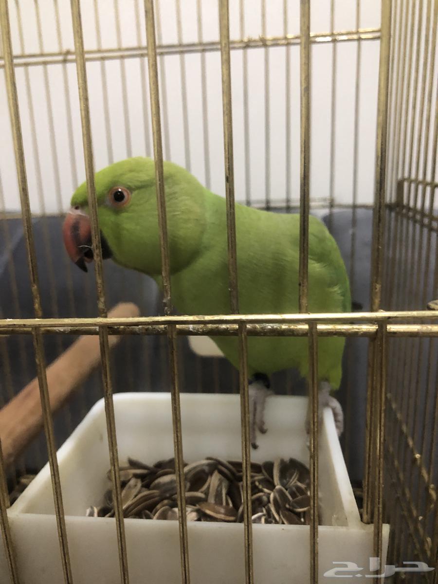 طير دره للبيع64449902595714112