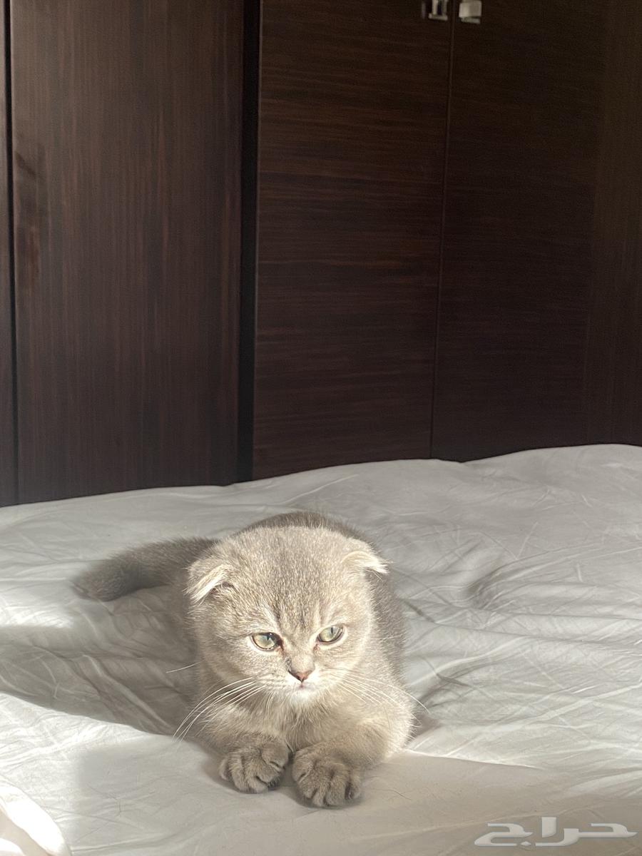 قط ذكر للبيع64463305814146112