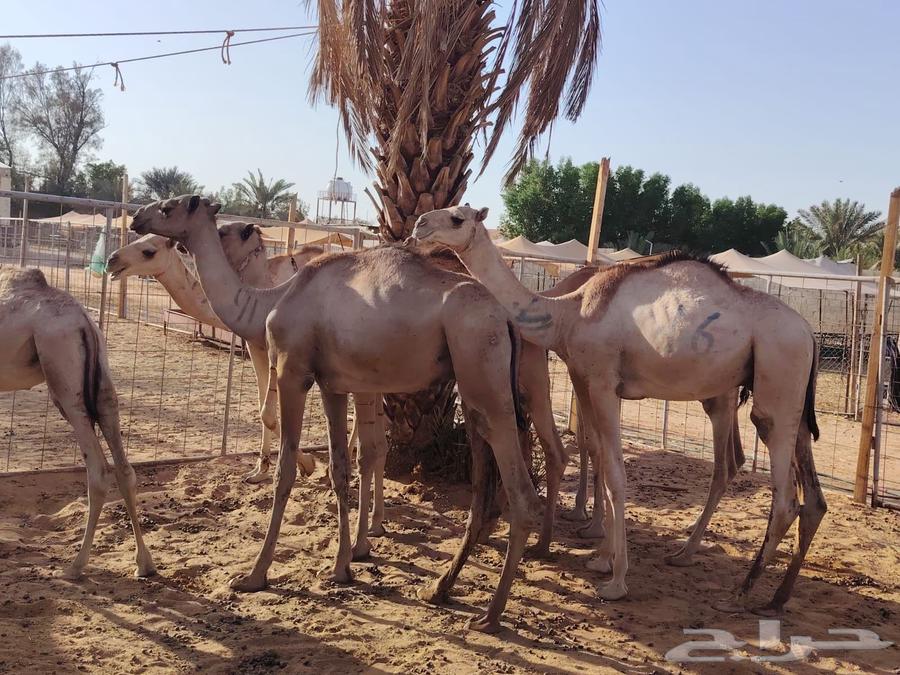 تيوس وقعدان صومالي جديده التفريد والجمله64460024131969110