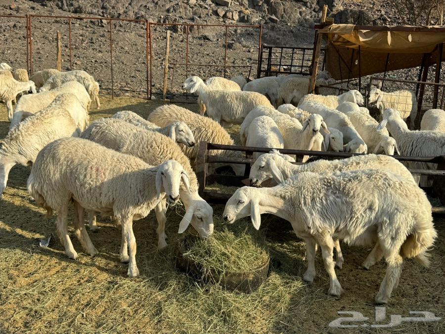 Rakhals Harish Class of the Class64462090513793114