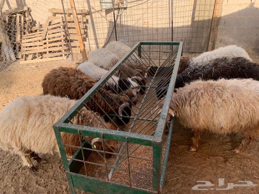 تيوس وقعدان صومالي جديده التفريد والجمله64460024131969112