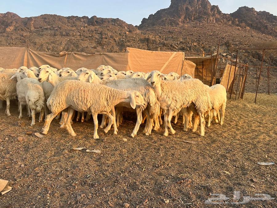 Rakhals Harish Class of the Class64462090513793110