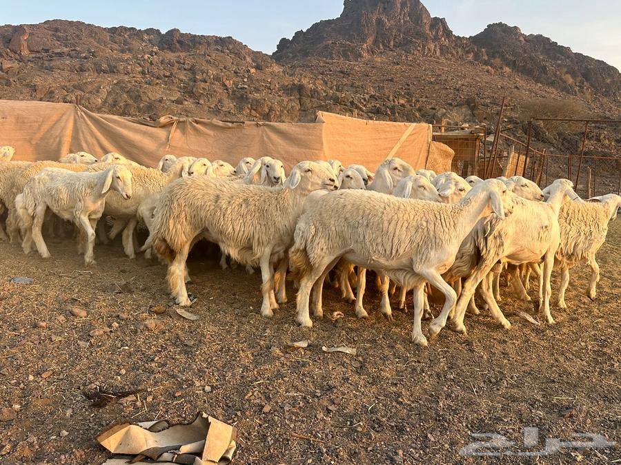 Rakhals Harish Class of the Class64462090513793112