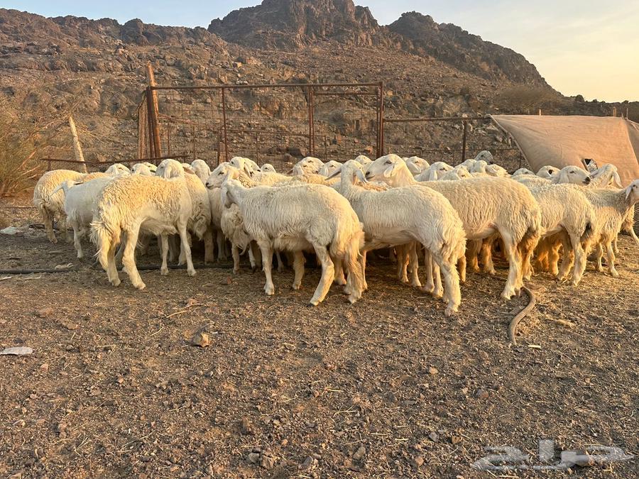 Rakhals Harish Class of the Class64462090513793111