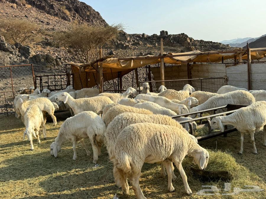 Rakhals Harish Class of the Class64462090513793113