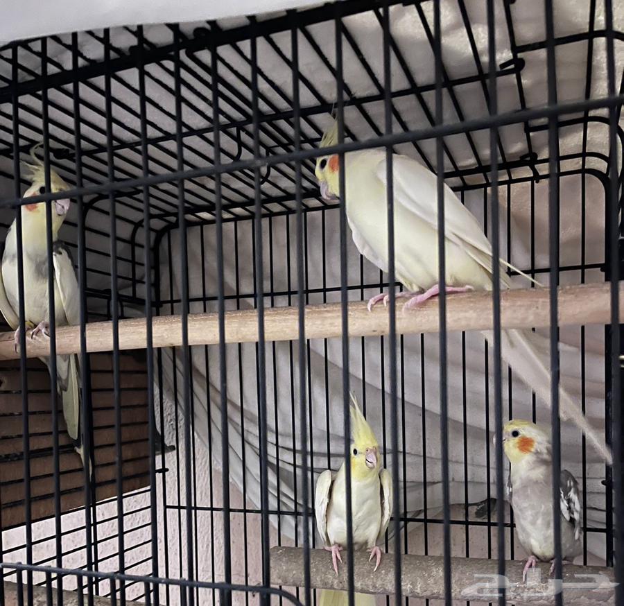 اربع طيور للبيع64463006115457110