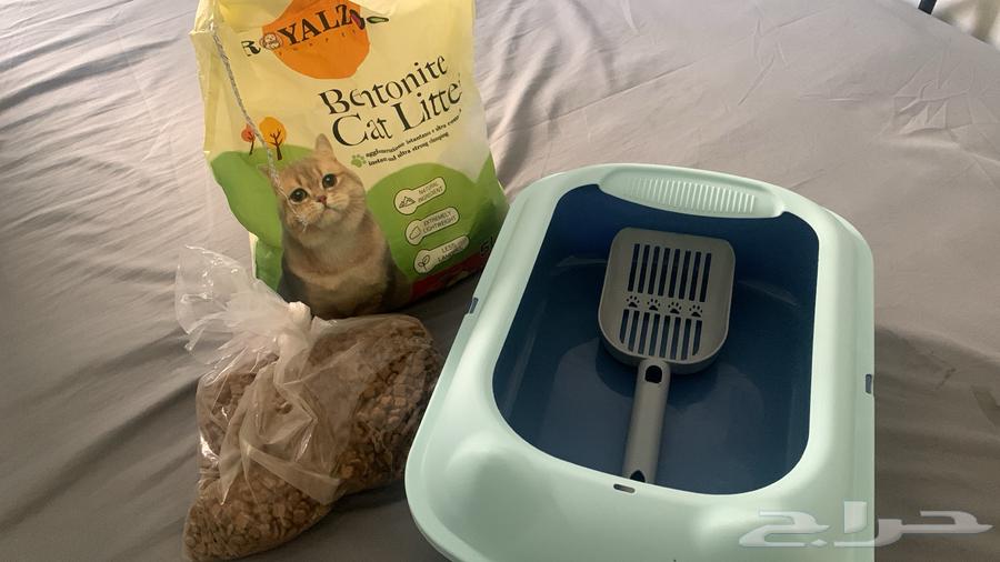 New cat stuff64512372185346110