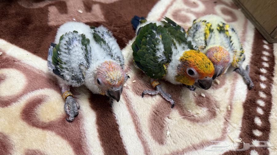 فروخ صن كنيور64413772034947111