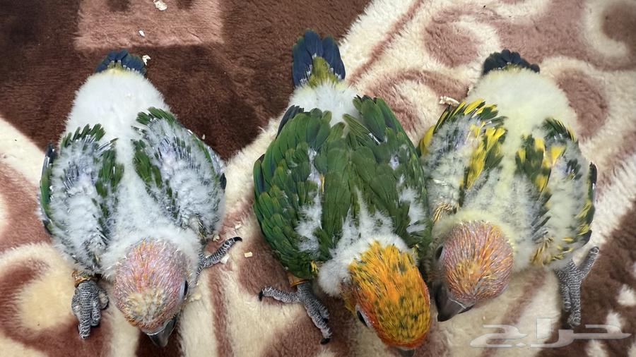 فروخ صن كنيور64413772034947113