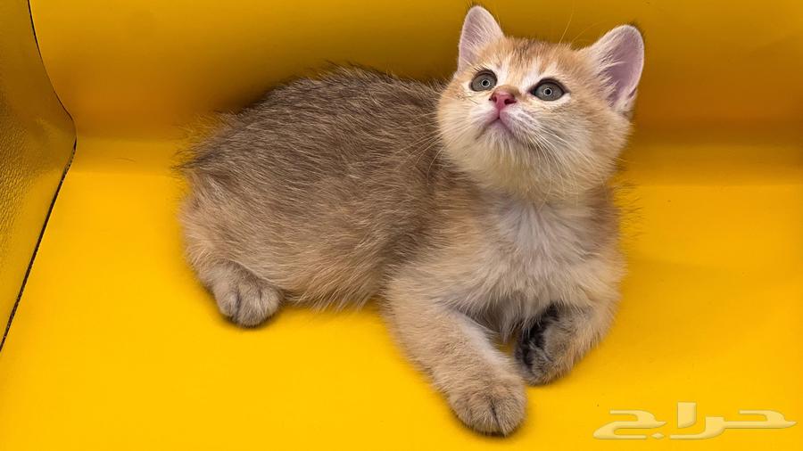 Scottish Fold Cats64457172105859112