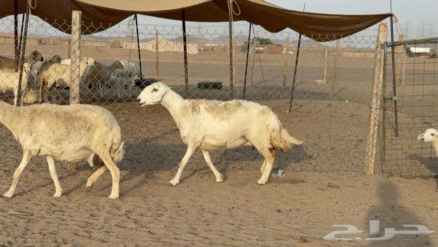 Sheep Haris Harsh Subspecies Number 58 With 58 and Two Rams64461980297091111