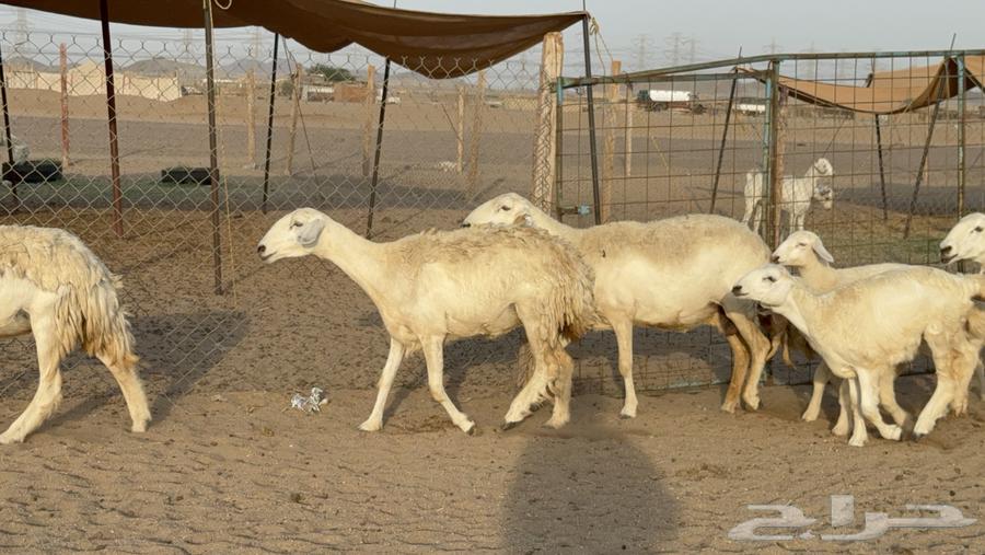 Sheep Haris Harsh Subspecies Number 58 With 58 and Two Rams64461980297091110
