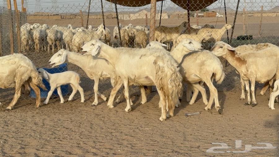 Sheep Haris Harsh Subspecies Number 58 With 58 and Two Rams64461980297091114