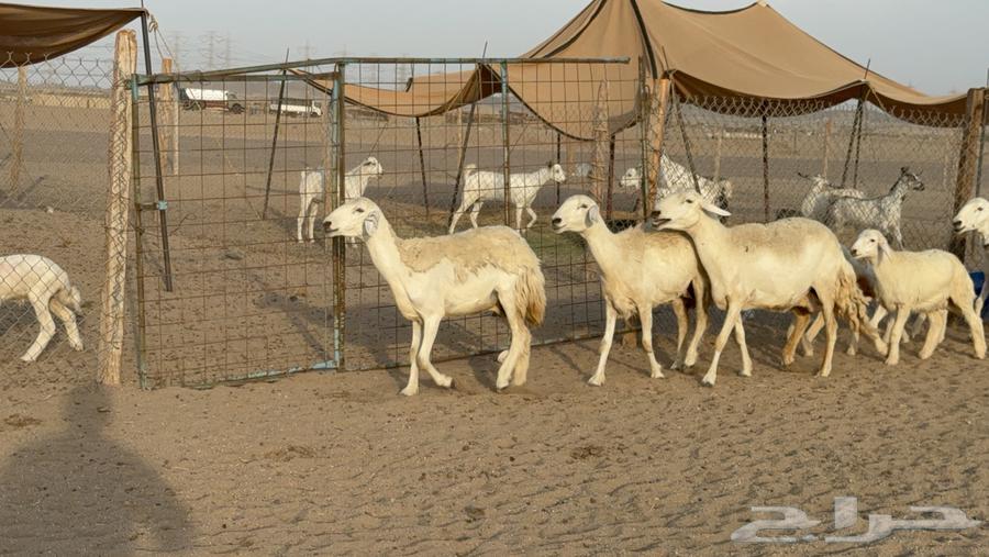 Sheep Haris Harsh Subspecies Number 58 With 58 and Two Rams64461980297091112