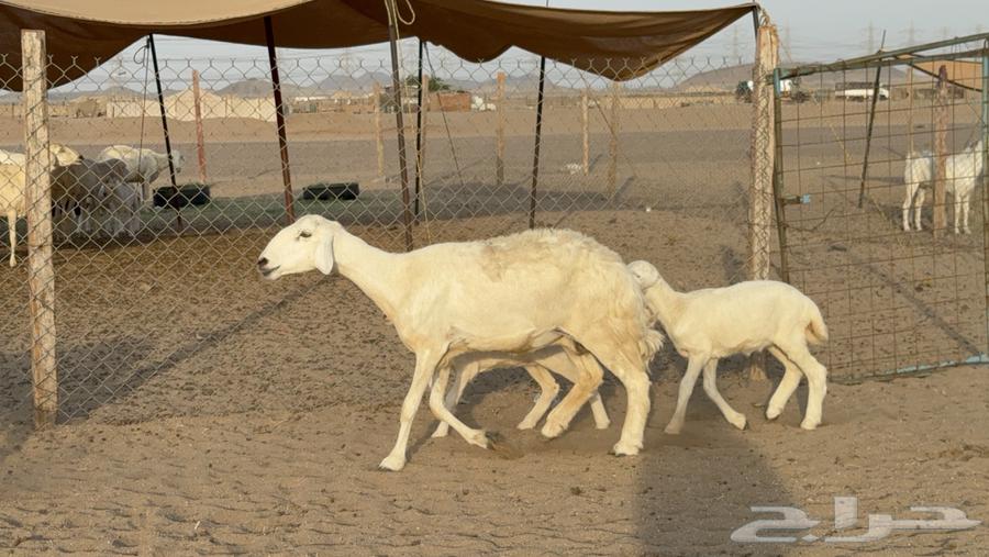 Sheep Haris Harsh Subspecies Number 58 With 58 and Two Rams64461980297091113