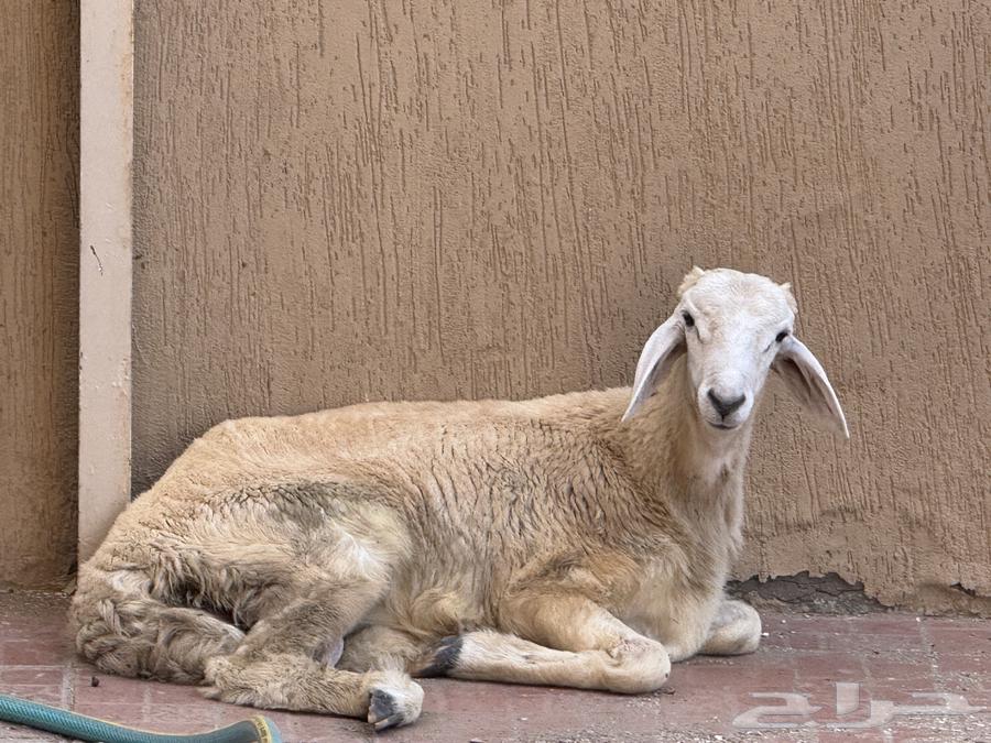 طلي للبيع64460775754113110