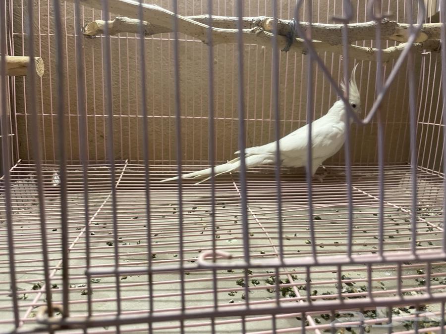 Two-and-a-half-year-old Crow Bird64458629400579112