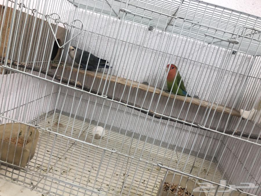 زوج روز دوبه مبيض64461746436355113