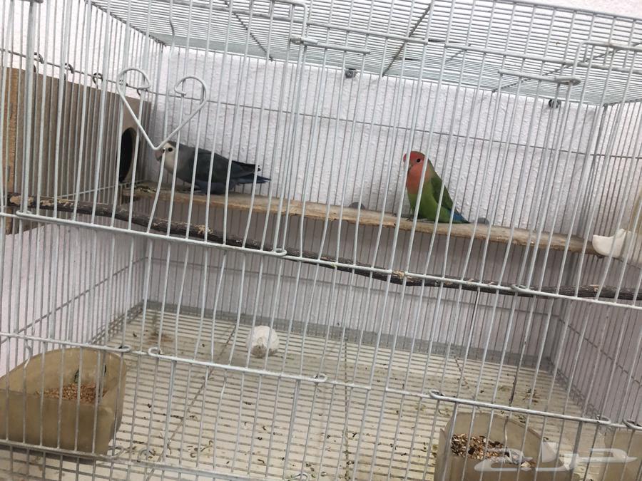 زوج روز دوبه مبيض64461746436355111