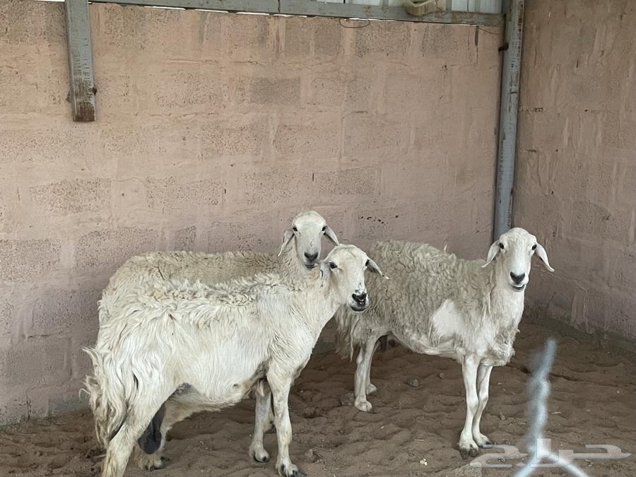 Sheep for sale, quantity 464462403551874113
