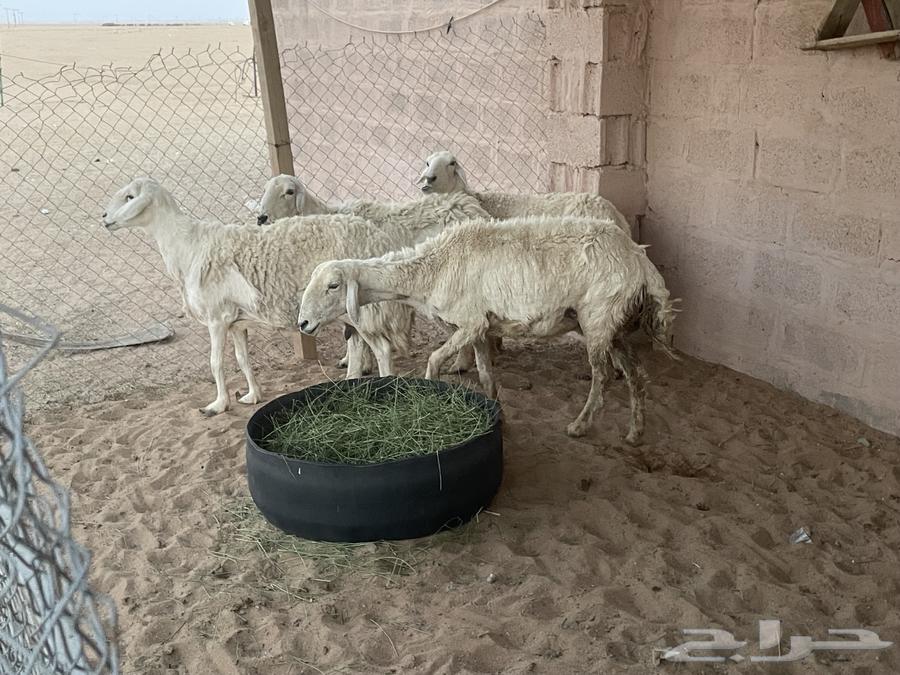 Sheep for sale, quantity 464462403551874111