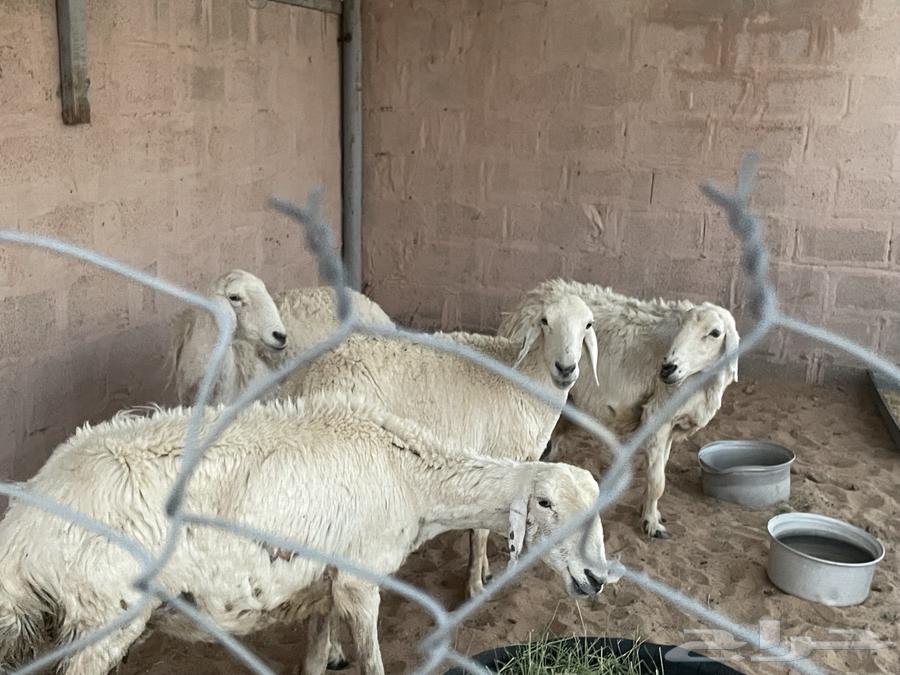 Sheep for sale, quantity 464462403551874112