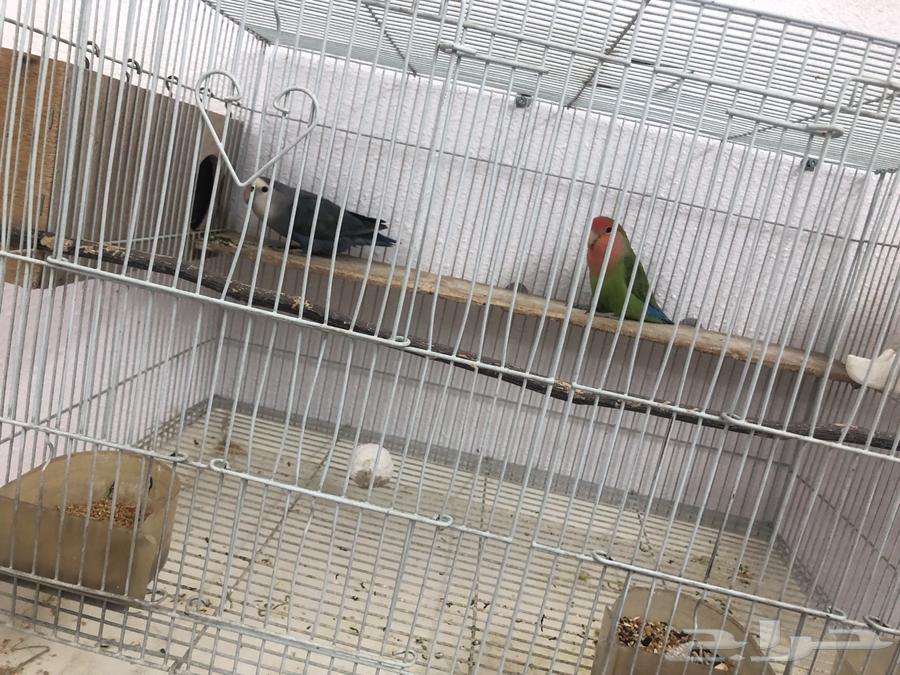 زوج روز دوبه مبيض64461746436355110