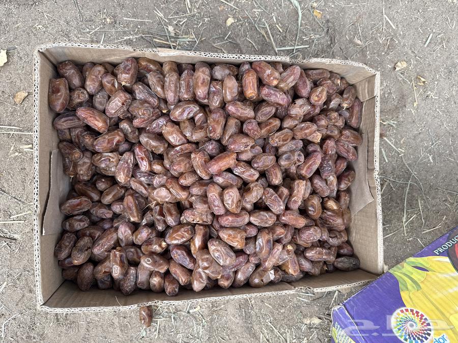 Safri Pure Dates64461282277378110